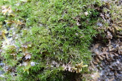 Eucladium verticillatum
