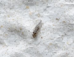 Blastopsocus variabilis