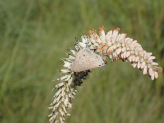 Anthene livida livida