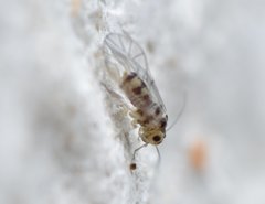 Blastopsocus variabilis