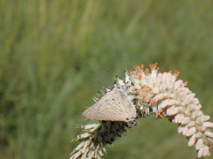 Anthene livida livida