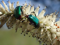Leucocelis haemorrhoidalis