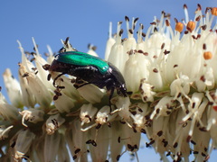 Leucocelis haemorrhoidalis