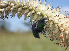 Leucocelis haemorrhoidalis