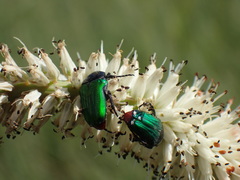 Leucocelis haemorrhoidalis