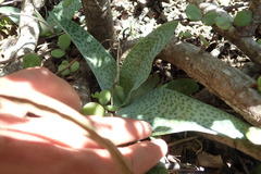 Ledebouria ensifolia