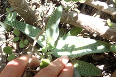 Ledebouria ensifolia