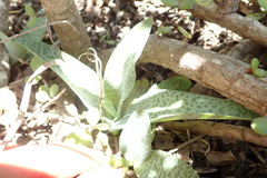 Ledebouria ensifolia