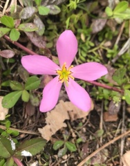 Sabatia stellaris