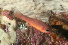Apogon atricaudus