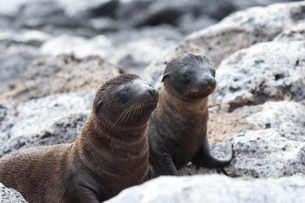 Photo of Galapagos Fur Seal (Arctocephalus galapagoensis)
