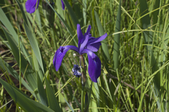 Iris laevigata