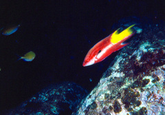 Bodianus pulchellus