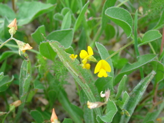 Lotus castellanus