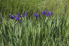 Iris laevigata