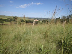 Kniphofia buchananii