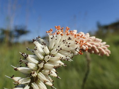 Kniphofia buchananii
