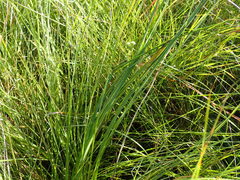 Kniphofia buchananii