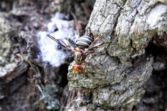 Idana marginata