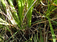 Kniphofia buchananii
