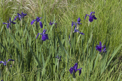 Iris laevigata