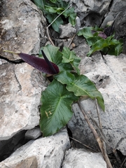 Arum palaestinum