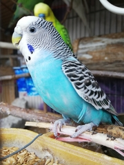 Melopsittacus