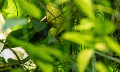 Conopophaga castaneiceps