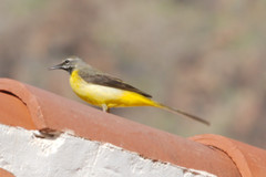 Motacilla cinerea cinerea