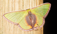 Synchlora astraeoides