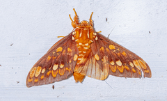 Citheronia equatorialis