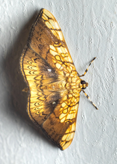 Pantographa