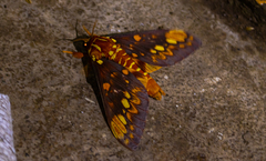 Citheronia equatorialis