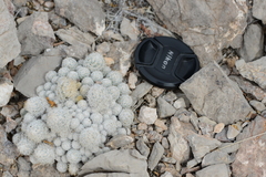 Escobaria sneedii sneedii