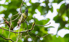 Mionectes striaticollis