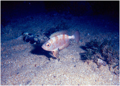 Priacanthidae