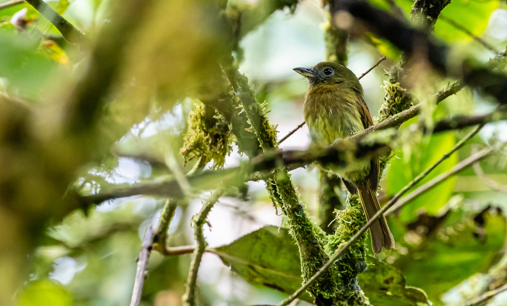 Picoplano Pechirrufo, Rhynchocyclus fulvipectus