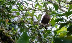 Patagioenas plumbea