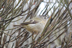 Regulus regulus teneriffae