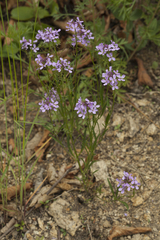 Dontostemon dentatus