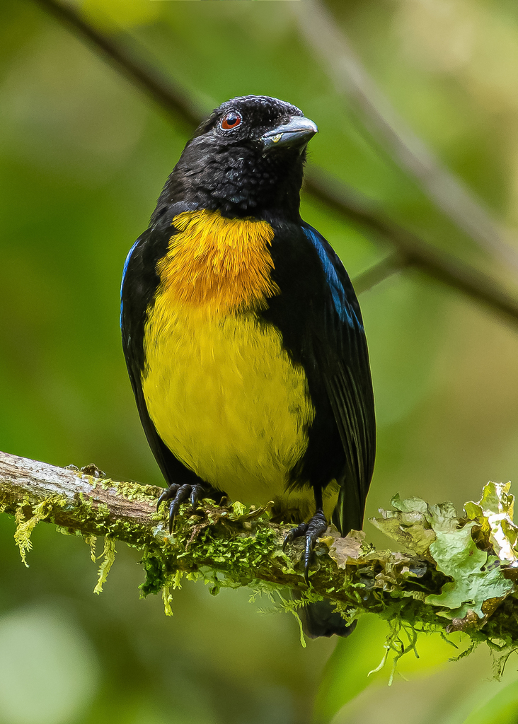 Black-and-gold Tanager in January 2021 by David Monroy R · iNaturalist