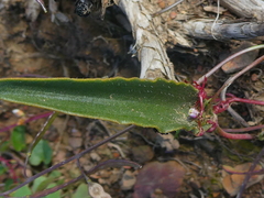 Eriospermum lanceifolium