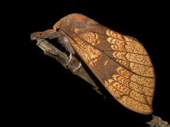 Trotonotus subapicalis