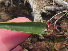 Eriospermum lanceifolium