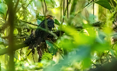 Dromococcyx pavoninus