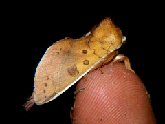 Scalmicauda decorata