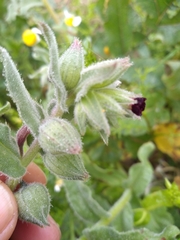 Nonea vesicaria
