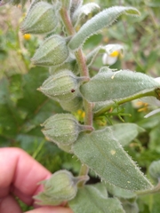 Nonea vesicaria