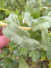 Nonea vesicaria