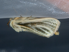 Antheua simplex